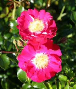 Bodendeckerrose 'Lipstick®' -Weber Store 7978356 PR DE 003 RoseLipstickTantau