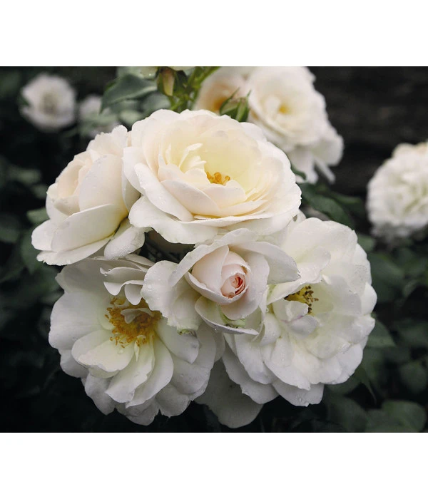 Beetrose 'Sirius®' 1 Beetrose 'Sirius®'