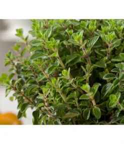 Bio Oregano 7 Bio Oregano -Weber Store 8002081 WE DE 001 BioOreganoBioOreganum