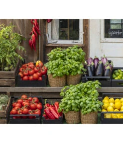 Tomate 'Previa' -Weber Store 8002578 WE MO 001 BellaItaliaTomatePaprikaBasilikum2021GC04