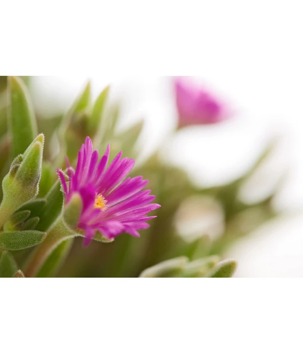 Mittagsblume 'Firespinner' 5 Mittagsblume 'Firespinner' – Bild 5