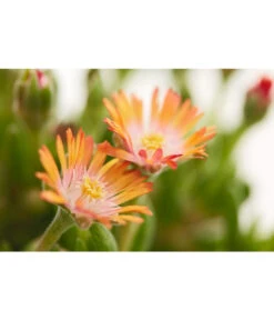 Mittagsblume 'Firespinner' 12 Mittagsblume 'Firespinner' -Weber Store 8003162 PR DE 002 MittagsblumeFirespinnerDelospermaT12DehnerExpressZS