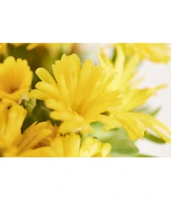 Mittagsblume 'Firespinner' 13 Mittagsblume 'Firespinner' -Weber Store 8003162 PR DE 003 MittagsblumeFirespinnerDelospermaT12DehnerExpressZS