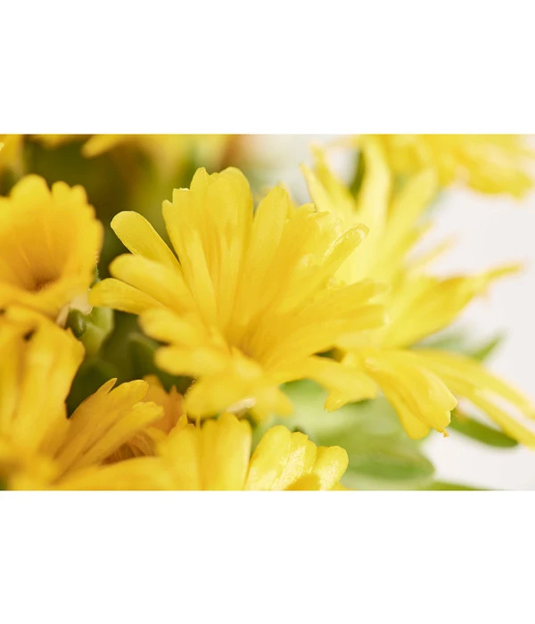 Mittagsblume 'Firespinner' 7 Mittagsblume 'Firespinner' – Bild 7