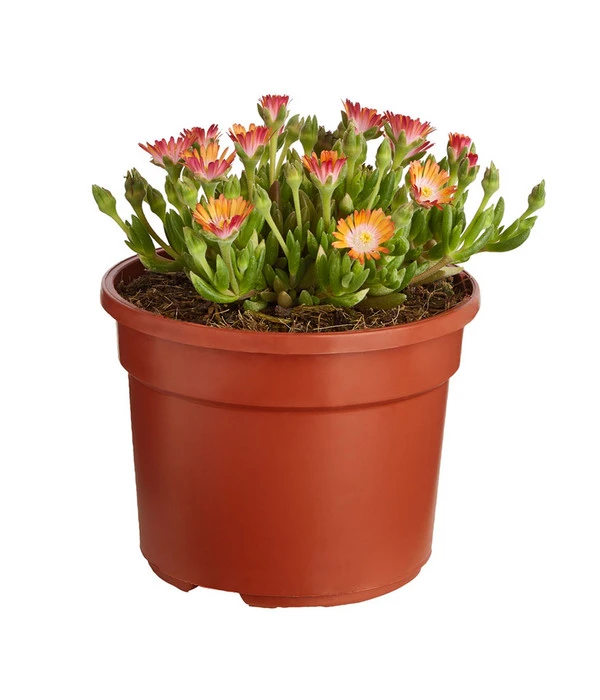 Mittagsblume 'Firespinner' 2 Mittagsblume 'Firespinner' – Bild 2