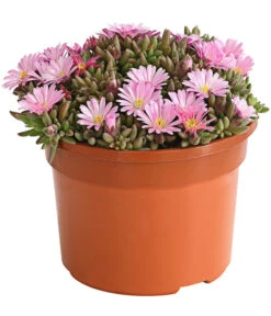 Mittagsblume 'Firespinner' 9 Mittagsblume 'Firespinner' -Weber Store 8003162 WE FS 002 DelospermaFirespinnerMittagsblumeFirespinnerT12DehnerExpressHerzig