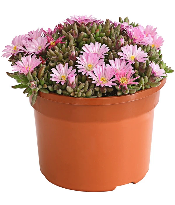 Mittagsblume 'Firespinner' 3 Mittagsblume 'Firespinner' – Bild 3