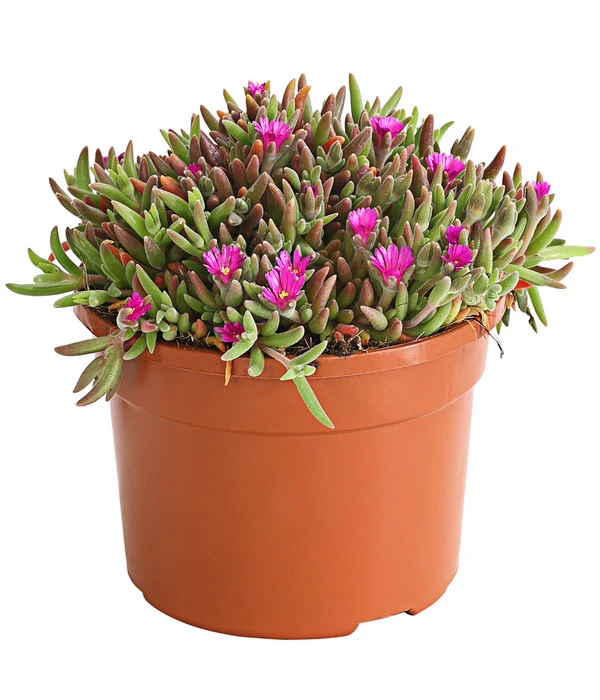 Mittagsblume 'Firespinner' 4 Mittagsblume 'Firespinner' – Bild 4