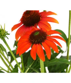 Garten-Scheinsonnenhut 'Cheyenne Spirit'