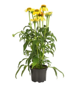 Garten-Scheinsonnenhut 'Cheyenne Spirit' -Weber Store 8005514 PR FS 001 EchinaceaCheyenneSpiritSonnenhutT13DehnerExpressHerzig