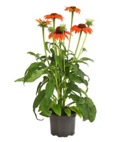 Garten-Scheinsonnenhut 'Cheyenne Spirit' -Weber Store 8005514 PR FS 002 EchinaceaCheyenneSpiritSonnenhutT13DehnerExpressHerzig