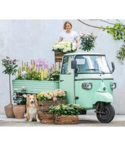 Hortensie - Hydrangea Macrophylla -Weber Store 8011413 WE MO 001 DelphiniumRomantikGarten