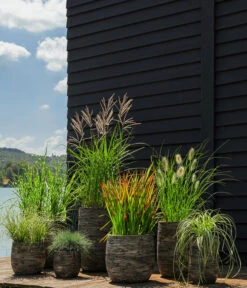 Segge, Verschiedene Sorten 5 Segge, Verschiedene Sorten -Weber Store 8020596 8026767 WE MO 001 StachelschweingrasMiscanthusSinensisStrictusT19