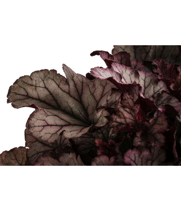 Purpurglöckchen 'Huckleberry' 2 Purpurglöckchen 'Huckleberry' – Bild 2