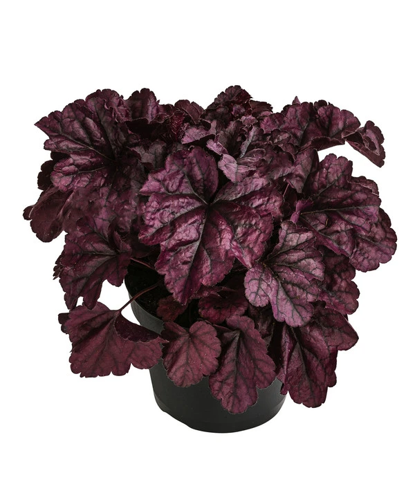 Purpurglöckchen 'Huckleberry' 1 Purpurglöckchen 'Huckleberry'