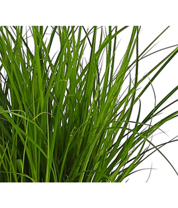 Segge, Verschiedene Sorten 2 Segge, Verschiedene Sorten – Bild 2
