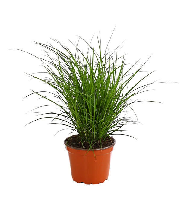 Segge, Verschiedene Sorten 1 Segge, Verschiedene Sorten