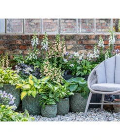 Weißrand-Funkie 'Patriot' 8 Weißrand-Funkie 'Patriot' -Weber Store 8028466 WE MO 001 Anemone