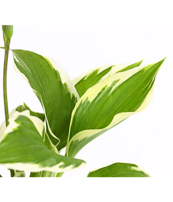 Weißrand-Funkie 'Patriot' 5 Weißrand-Funkie 'Patriot' – Bild 5