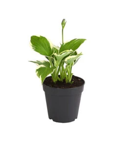 Weißrand-Funkie 'Patriot'