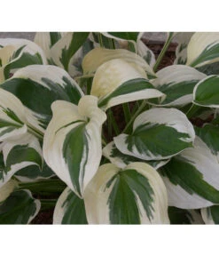 Weißrand-Funkie 'Patriot' 7 Weißrand-Funkie 'Patriot' -Weber Store 8029522 PR DE 002 HostaPatriotAllgreen