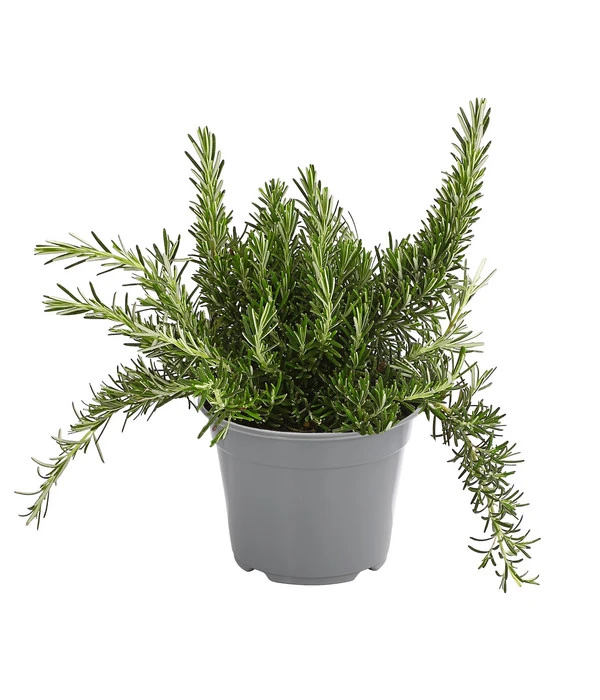 Dehner Gourmet Garten Hänge-Rosmarin 1 Dehner Gourmet Garten Hänge-Rosmarin