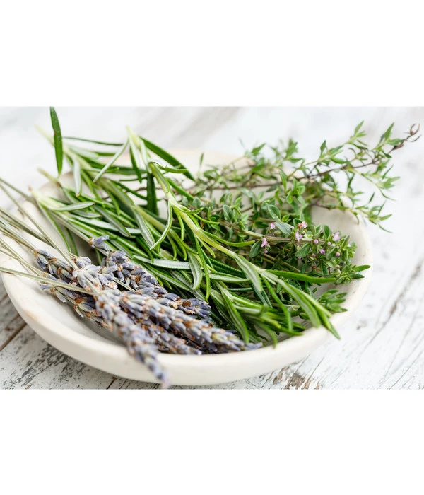 Dehner Gourmet Garten Hänge-Rosmarin 3 Dehner Gourmet Garten Hänge-Rosmarin – Bild 3