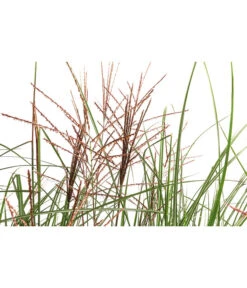 Chinaschilf 'Ferner Osten' In Pflanztasche, Ca. B100 Cm -Weber Store 8050270 WE DE 001 BigBagSichtschutzChinaschilfKleineSilberspinne
