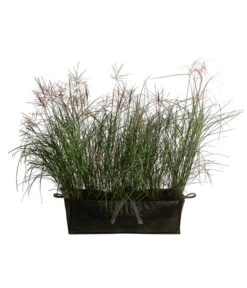 Chinaschilf 'Ferner Osten' In Pflanztasche, Ca. B100 Cm