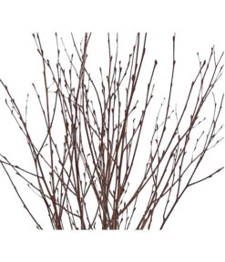 Birkenzweige-Bund, Ca. 70 Cm -Weber Store 8148819 PR DE 001 BirkenzweigeNaturKurzBundDehnerExpressHerzig 2