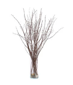 Birkenzweige-Bund, Ca. 70 Cm -Weber Store 8148819 PR FS 002 BirkenzweigeNaturKurzBundDehnerExpressHerzig