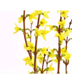 Forsythien-Bund, Ca. 80-100 Cm -Weber Store 8148959 WE DE 001 ForsythieBundDehnerExpressHerzig