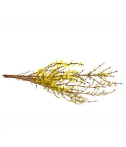 Forsythien-Bund, Ca. 80-100 Cm -Weber Store 8148959 WE FS 001 ForsythieBundDehnerExpressHerzig