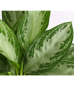 Kolbenfaden - Aglaonema Commutatum 'Silverbay' 7 Kolbenfaden - Aglaonema Commutatum 'Silverbay' -Weber Store 8201071 PR DE 001 KolbenfadenAglaonemaSiverBayT17DehnerExpressHerzig