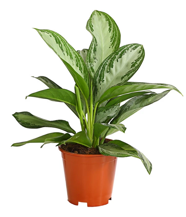 Kolbenfaden - Aglaonema Commutatum 'Silverbay' 1 Kolbenfaden - Aglaonema Commutatum 'Silverbay'
