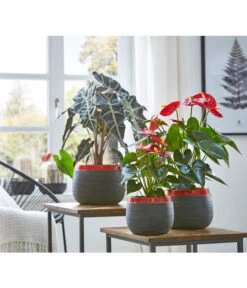 Große Flamingoblume - Anthurium Andreanum 'Adios', Verschiedene Sorten -Weber Store 8201253 8736266 8203408 PR MO 003 Anthurien02GC18