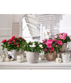 Zimmerazalee - Rhododendron Simsii, Sonderfarben -Weber Store 8205106 8205221 8205148 8205163 PR MO 001 AzaleenAzaleaT12UveSauer