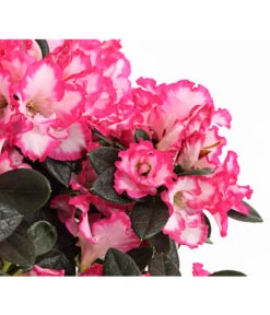Zimmerazalee - Rhododendron Simsii, Sonderfarben -Weber Store 8205106 PR DE 001 AzaleeAzaleaSonderfarbeT12DehnerExpressHerzig