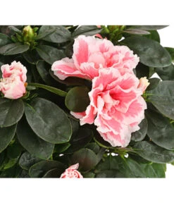 Zimmerazalee - Rhododendron Simsii, Sonderfarben -Weber Store 8205106 WE DE 001 AzaleeAzaleaSofaT12DehnerExpressHerzig