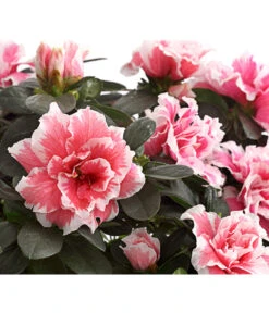 Zimmerazalee - Rhododendron Simsii, Sonderfarben -Weber Store 8205106 WE DE 001 AzaleeAzaleaSonderfarbeT12DehnerExpressHerzigOW