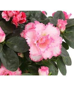 Zimmerazalee - Rhododendron Simsii, Sonderfarben -Weber Store 8205106 WE DE 002 AzaleeAzaleaSofaT12DehnerExpressHerzig