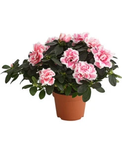 Zimmerazalee - Rhododendron Simsii, Sonderfarben -Weber Store 8205106 WE FS 001 AzaleeAzaleaSonderfarbeT12DehnerExpressHerzigOW