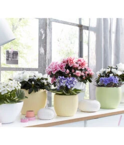 Zimmerazalee - Rhododendron Simsii, Sonderfarben -Weber Store 8205106 WE MO 001 AzaleenAzaleaSaintpauliaUsambaraveilchenOstershooting2016UveSauerDehner