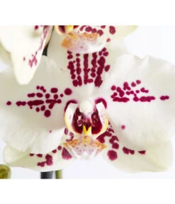 Schmetterlingsorchidee - Phalaenopsis Cultivars 'Cascade', Verschiedene Sorten -Weber Store 8207201 PR DE 004 PHalaenopsis2TrieberVerzweigtSortenmixSchmetterlingsorchideeT12DehnerExpressZS