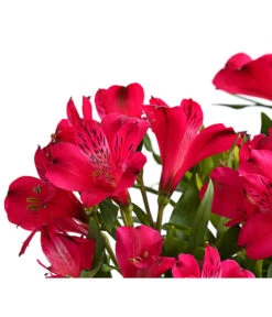 Inkalilie, Verschiedene Sorten 16 Inkalilie, Verschiedene Sorten -Weber Store 8211872 FS DE 002 AlstromeriaMixT23DehnerExpressHerzig