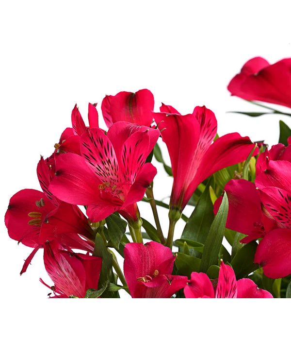 Inkalilie, Verschiedene Sorten 6 Inkalilie, Verschiedene Sorten – Bild 6
