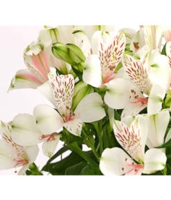 Inkalilie, Verschiedene Sorten 18 Inkalilie, Verschiedene Sorten -Weber Store 8211872 WE DE 001 AlstromeriaMixT23DehnerExpressHerzig