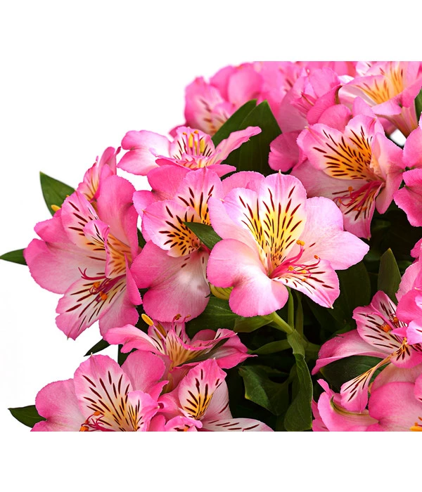 Inkalilie, Verschiedene Sorten 7 Inkalilie, Verschiedene Sorten – Bild 7