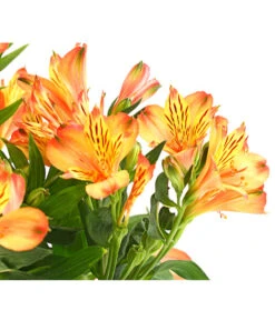 Inkalilie, Verschiedene Sorten 19 Inkalilie, Verschiedene Sorten -Weber Store 8211872 WE DE 004 AlstromeriaMixT23DehnerExpressHerzig