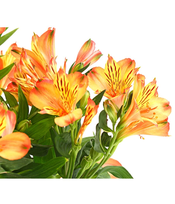 Inkalilie, Verschiedene Sorten 9 Inkalilie, Verschiedene Sorten – Bild 9